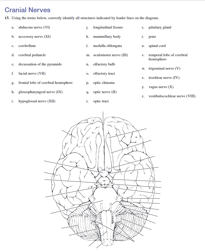Solved 1. c. Cranial Nerves 15. Using the terms below,