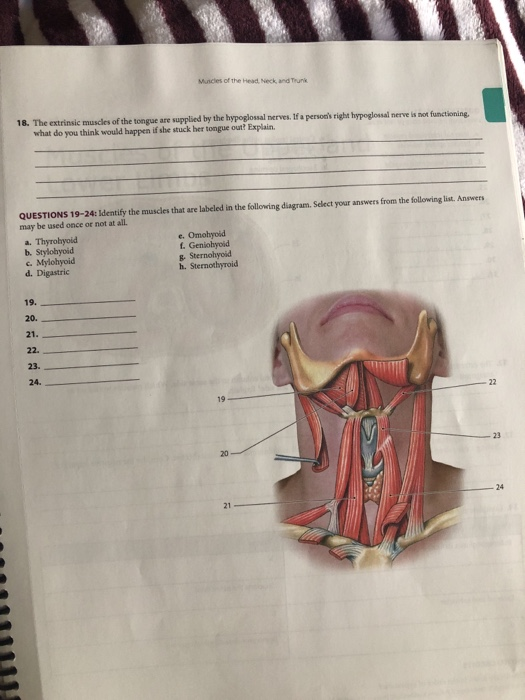 Solved Muscles Of The Head, Neck, And Trunk Name Lab Section | Chegg.com