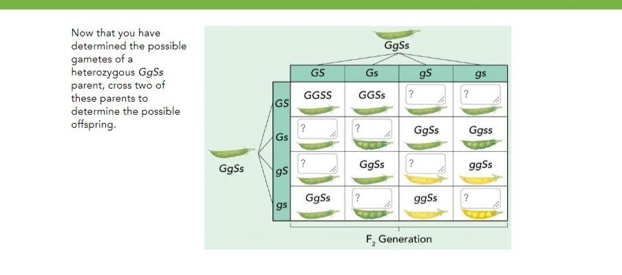 Solved GgSs Now That You Have Determined The Possible Chegg