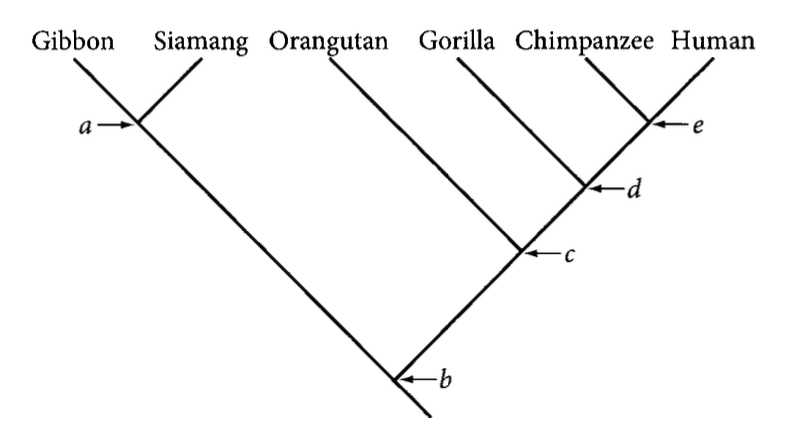 Solved 1. Draw the above tree as an unrooted tree.2a. Now, | Chegg.com