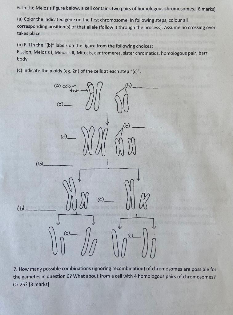 Solved 6. In the Meiosis figure below, a cell contains two | Chegg.com