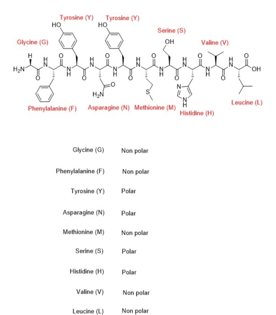 Solved A Sequence Of Amino Acids Will Fold According To T Chegg Com