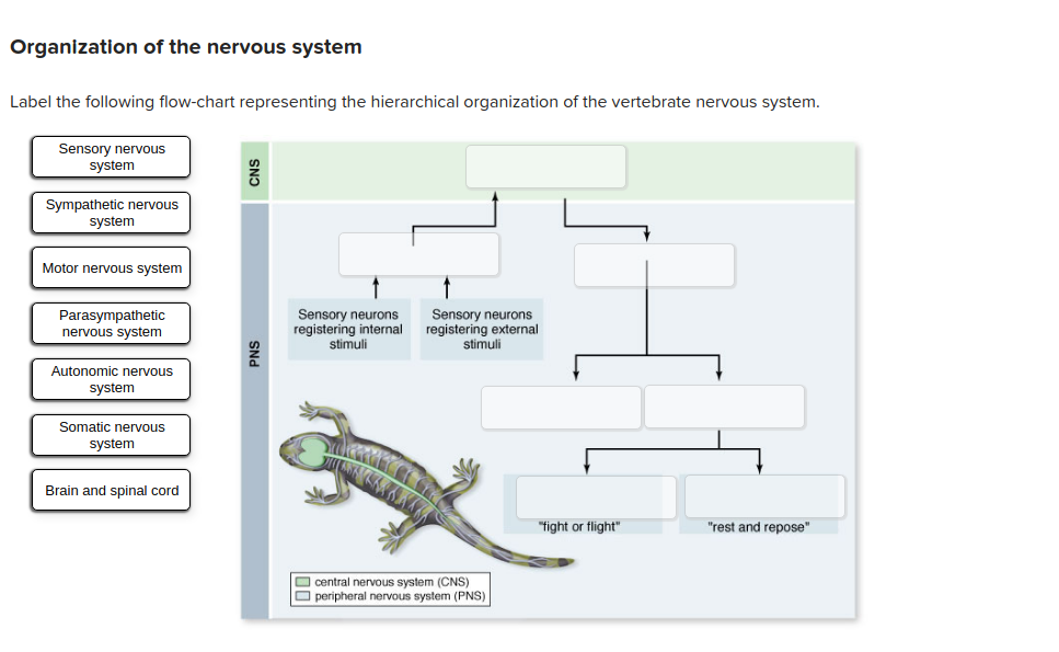 organization of the nervous system flowchart