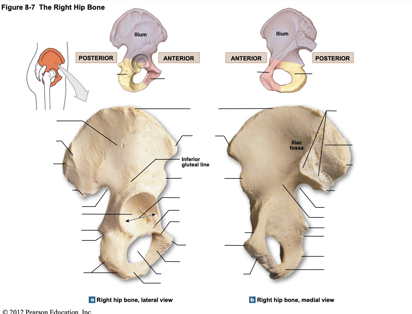 Figure 8-9 Divisions of the Pelvis a su Th pe pe | Chegg.com