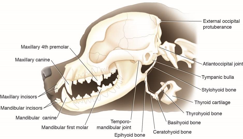 Dog Rib Prominence Floating External Occipital Protuberance Dog