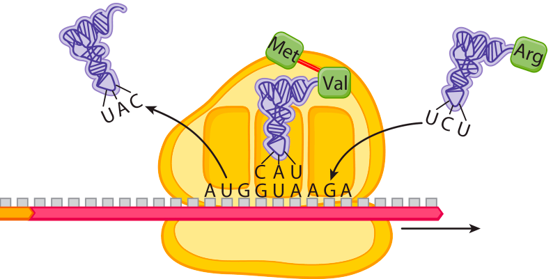 Solved Examine the figure shown, which depicts a stage in | Chegg.com