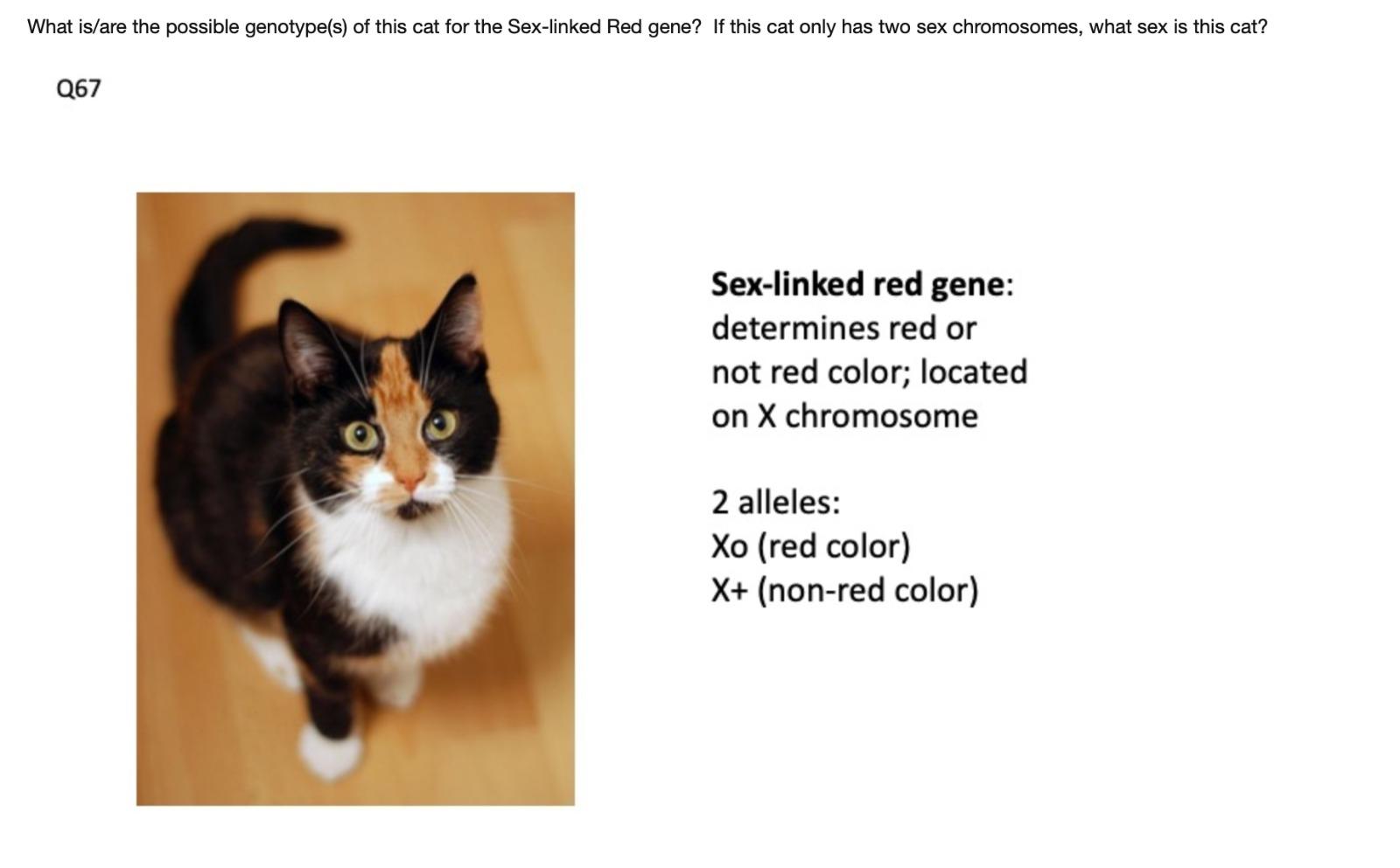 Solved What is/are the possible genotype(s) of this cat for | Chegg.com