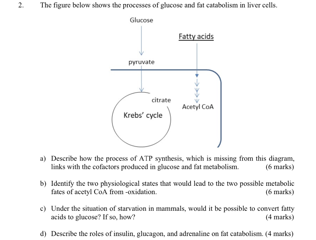 Solved 2. The figure below shows the processes of glucose | Chegg.com