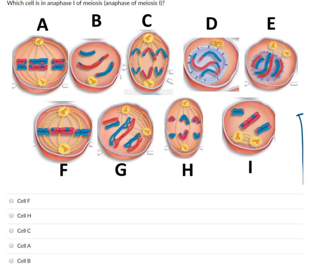 Solved Which cell is in anaphase I of meiosis (anaphase of | Chegg.com