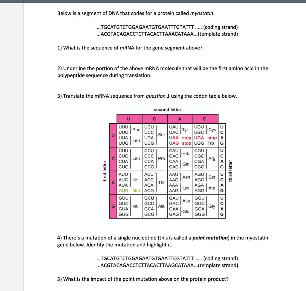Solved Below is a segment of DNA that codes for a protein | Chegg.com