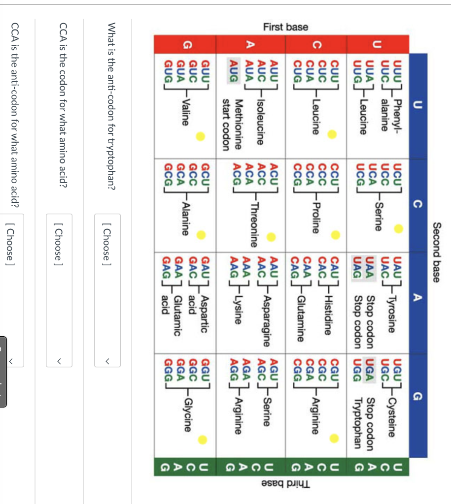 Solved Second base What is the anti-codon for tryptophan? | Chegg.com