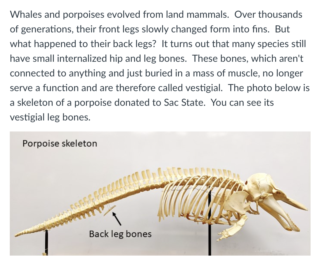 Solved Whales and porpoises evolved from land mammals. Over | Chegg.com