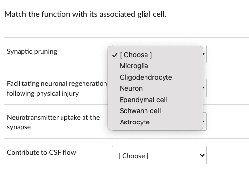 Solved Match the function with its associated glial cell. | Chegg.com