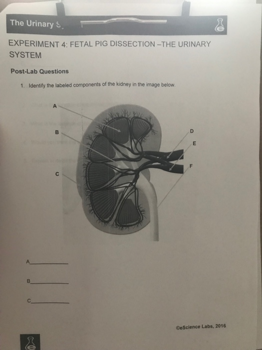 Solved The Urinary S EXPERIMENT 4 FETAL PIG DISSECTIONTHE