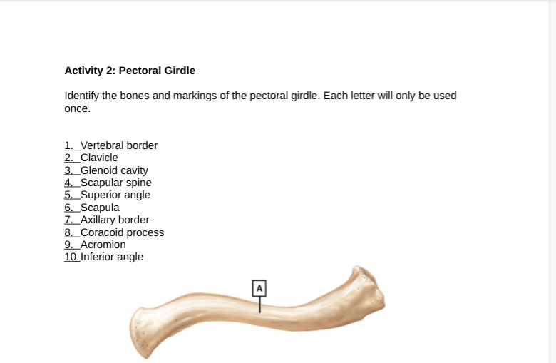 Solved Correctly label the following bones of the pectoral