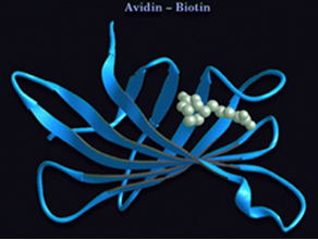 Avidin biotin