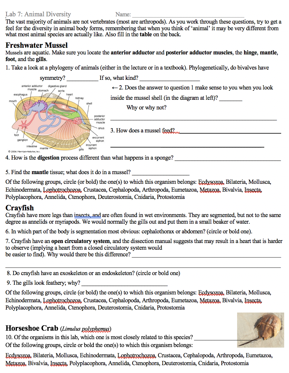Solved Lab 7: Animal Diversity Name: The vast majority of | Chegg.com