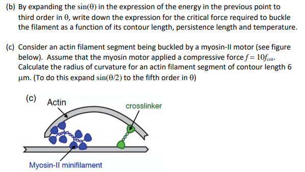 (a) Consider a biopolymer of contour length L that is | Chegg.com