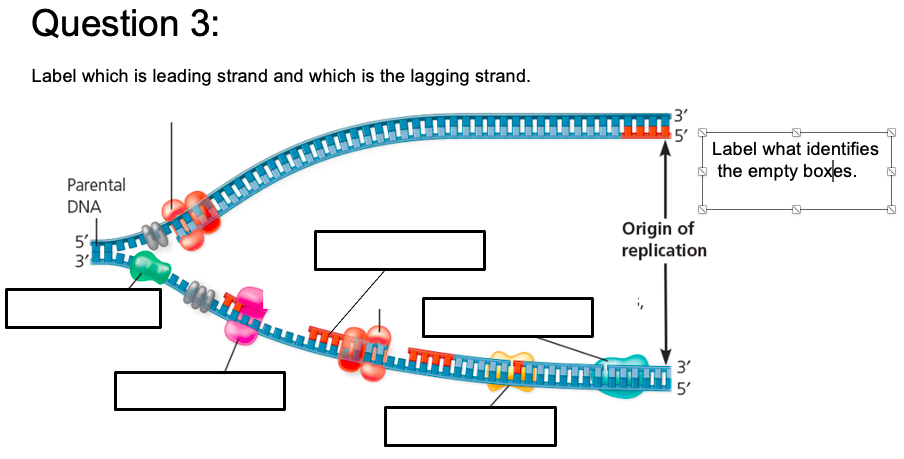 Solved Label which is leading strand and which is the | Chegg.com