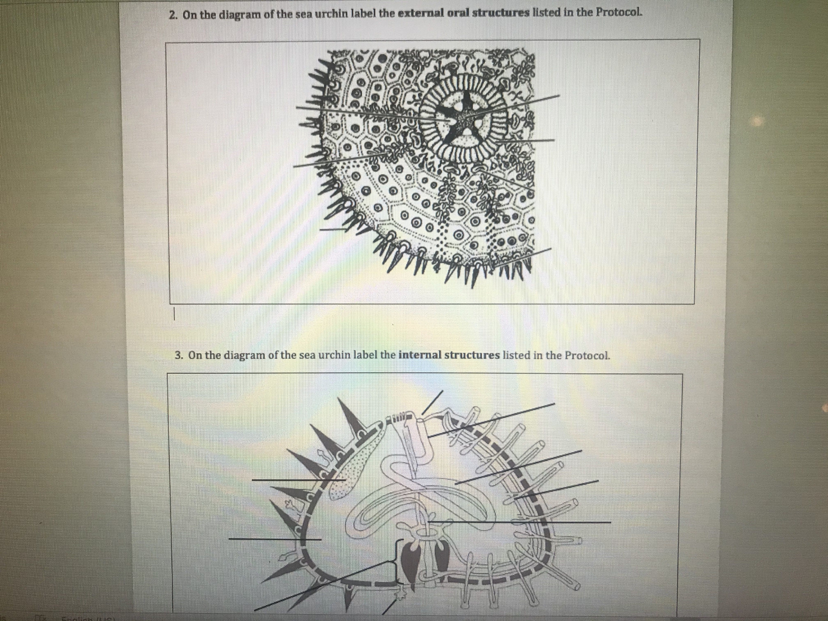 sea urchin external anatomy