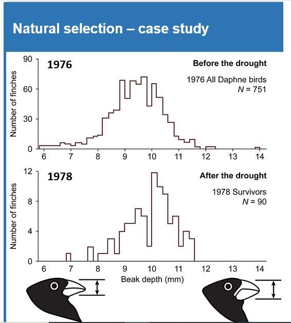 Solved Below are histograms showing the frequency of beak | Chegg.com