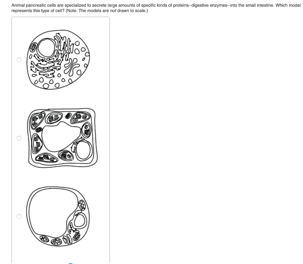 Solved Animal pancreatic cells are specialized to secrete | Chegg.com