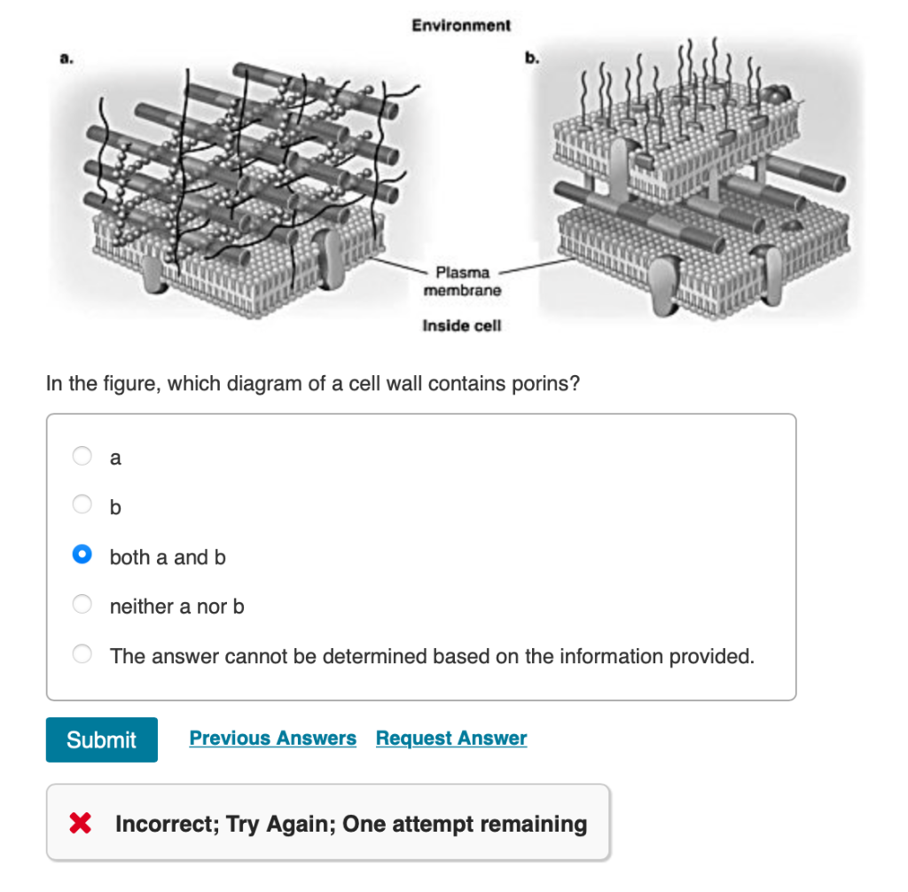 Solved Environment a. b. Plasma membrane Inside cell In the | Chegg.com