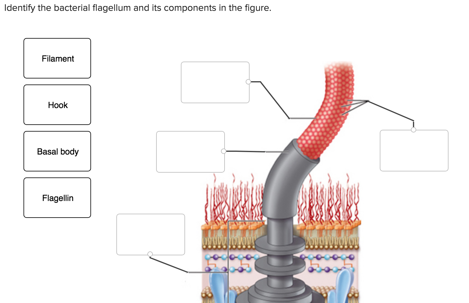 solved-identify-the-bacterial-flagellum-and-its-components-chegg