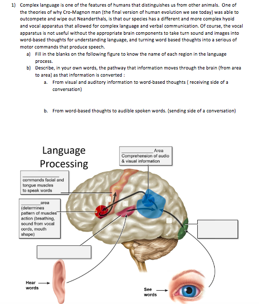 Solved 1) Complex language is one of the features of humans | Chegg.com