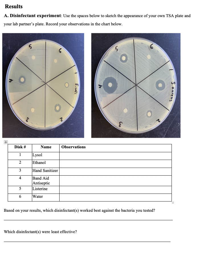 Results A. Disinfectant experiment Use the spaces