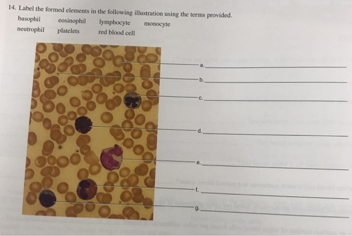 solved-14-label-the-formed-elements-in-the-following-chegg