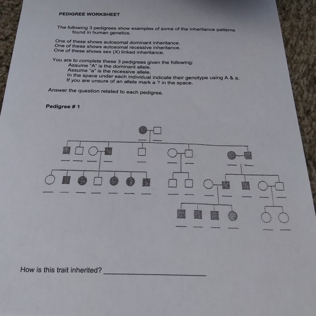 A Human Pedigree Answer Key - Biology 30 Pedigree Analysis