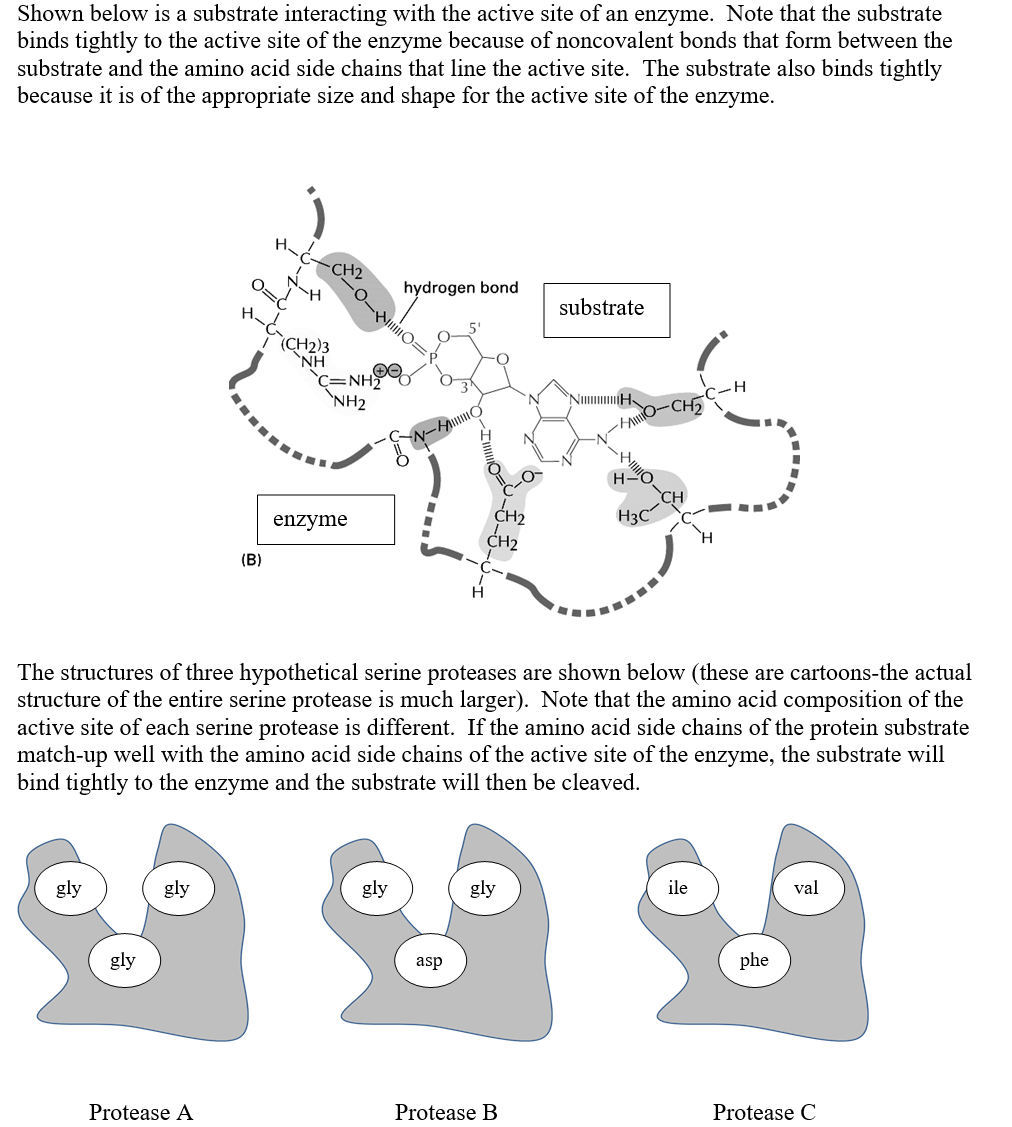 Solved Below, the substrate specificity of three serine | Chegg.com