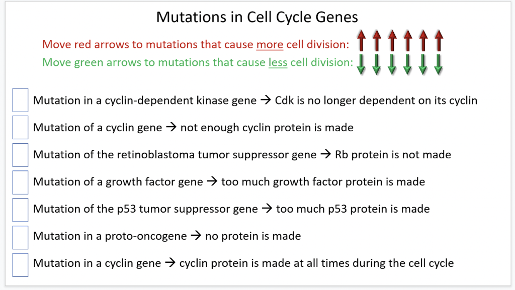 Solved Mutations in Cell Cycle Genes Move red arrows to Biology Diagrams