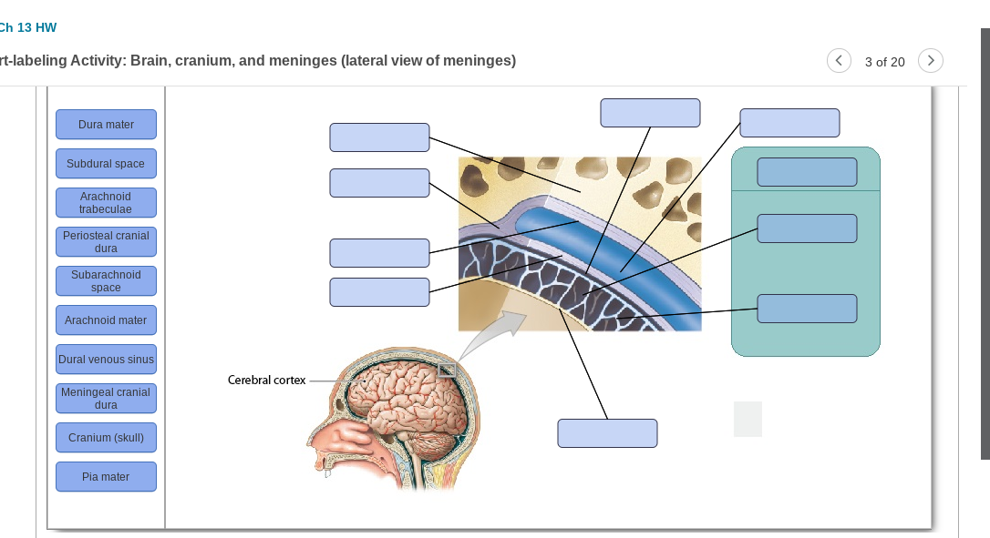 Solved Ch 13 HW rt-labeling Activity: Brain, cranium, and | Chegg.com