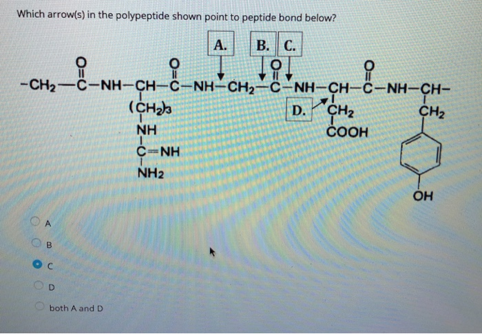 Solved Which arrow(s) in the polypeptide shown point to | Chegg.com