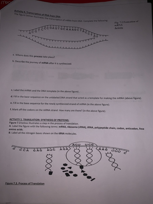 Solved Activity 4.Transcriptio The figure below illustrates | Chegg.com