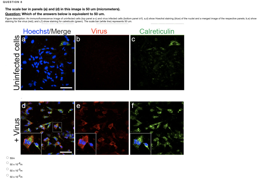 Solved QUESTION 4 Question What type of microscopy is