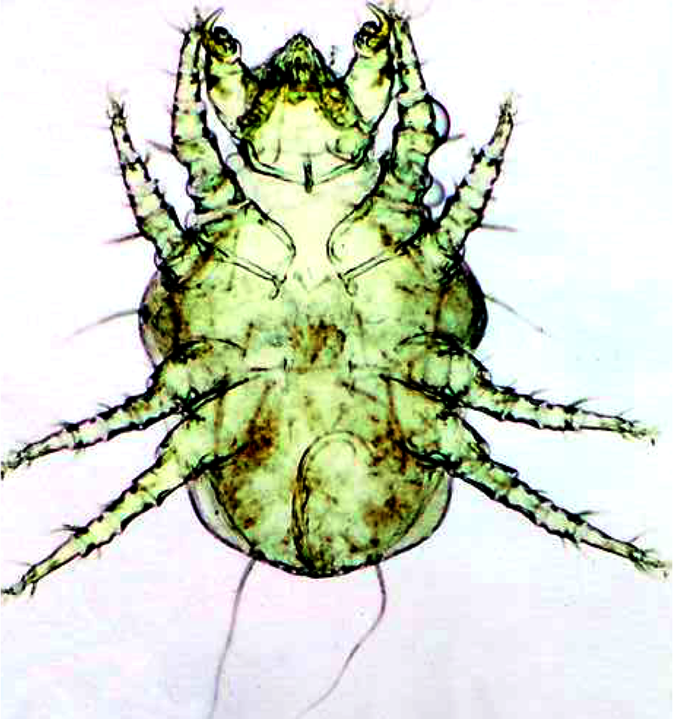 Cheyletiella Parasitivorax