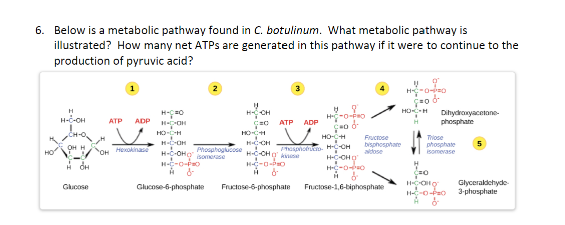 Solved 6. Below is a metabolic pathway found in C. | Chegg.com