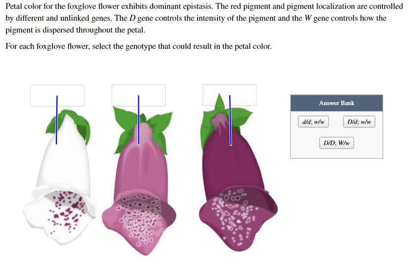 Solved Petal color for the foxglove flower exhibits dominant
