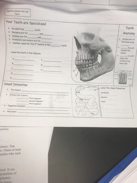 Solved The Digestive System is a Giant Food Processor The
