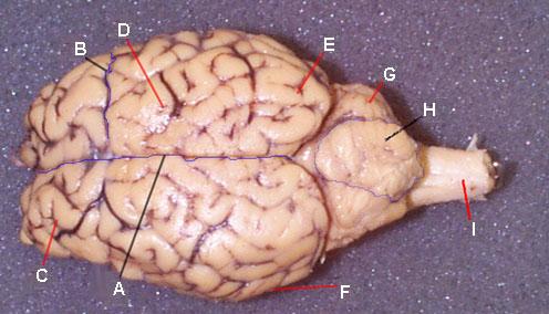 tentorium cerebelli sheep brain