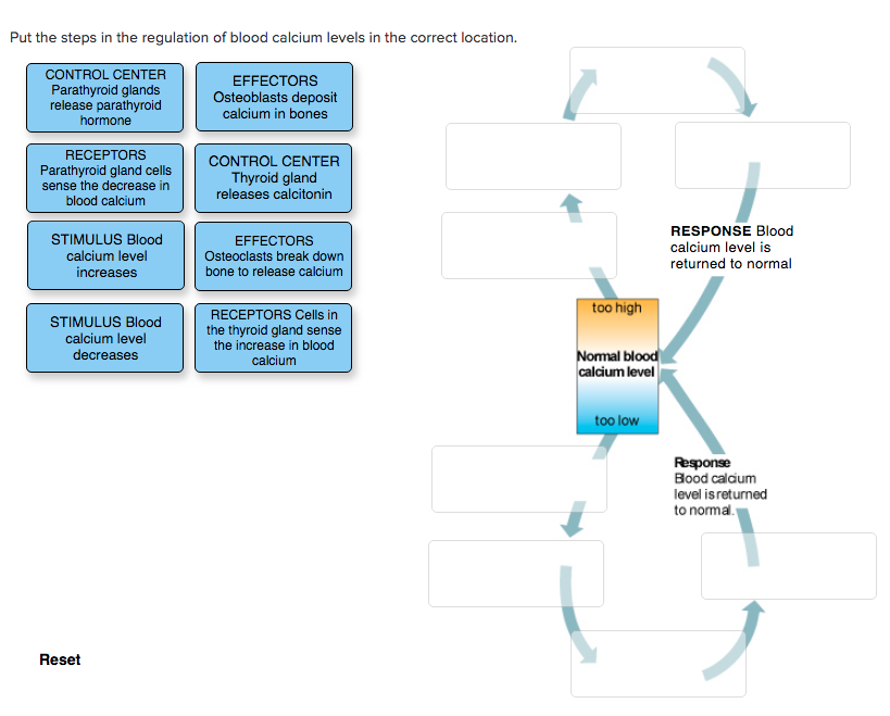 latest-regulation-regulation-of-blood-calcium-levels