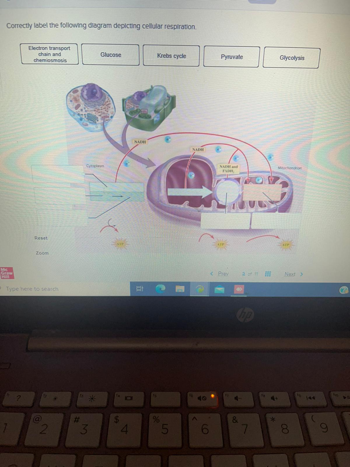 Solved Saved Place the molecules in the appropriate pathways | Chegg.com