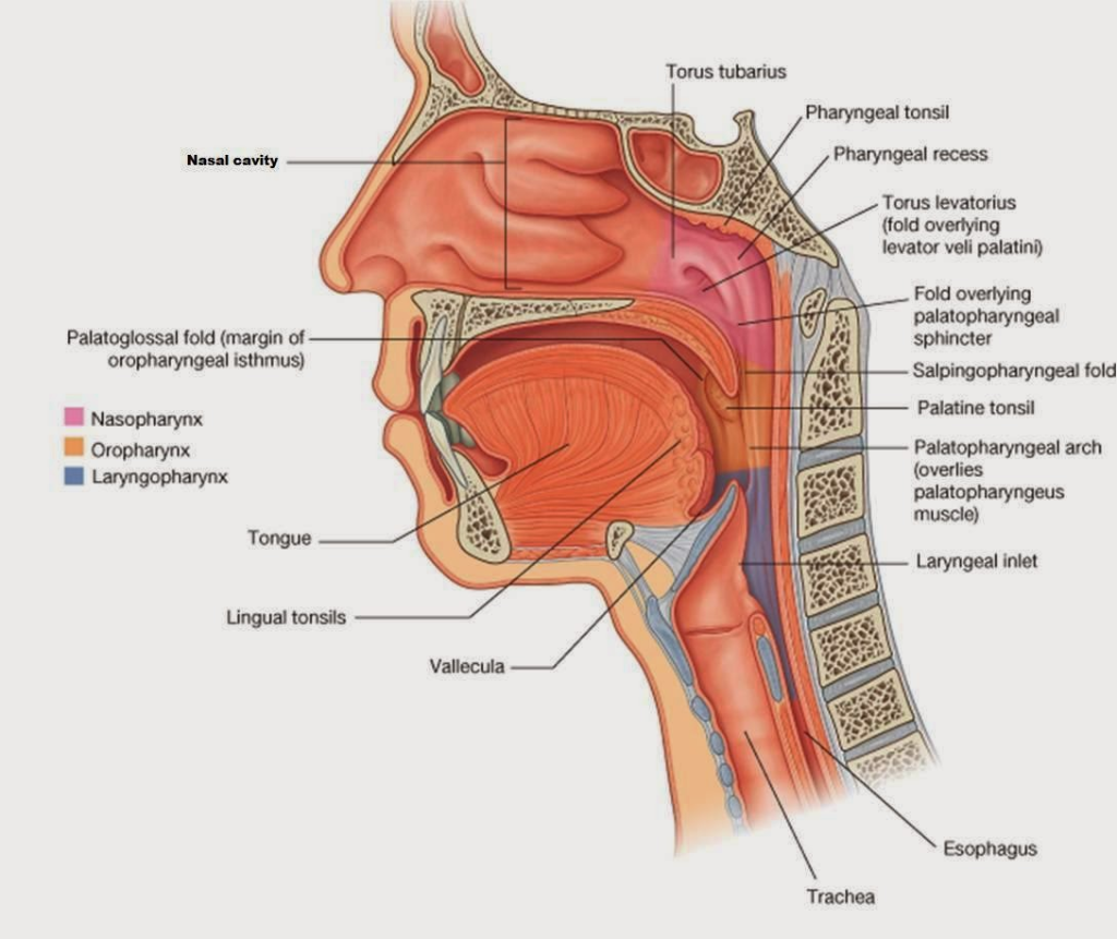 Palatine Tonsils Anatomy Anatomical Charts And Posters 0068