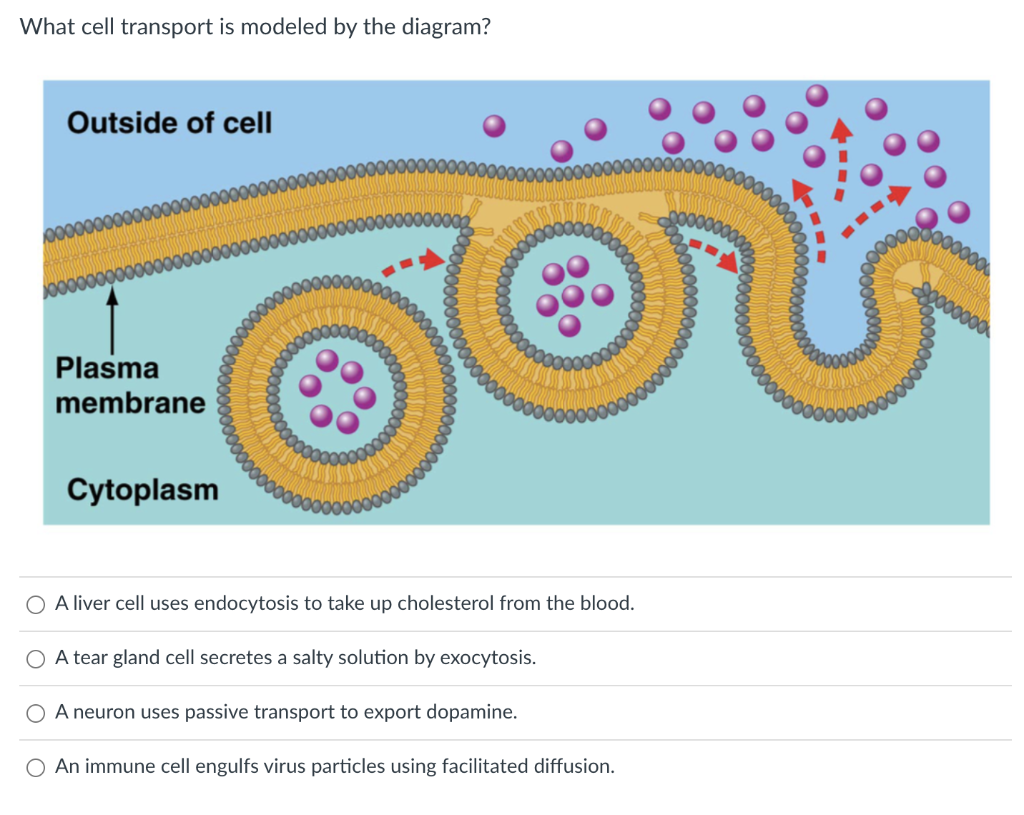 Solved What cell transport is modeled by the diagram? A | Chegg.com