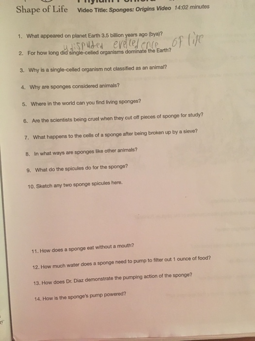 Solved hape of Life Video Title Sponges Origins Video