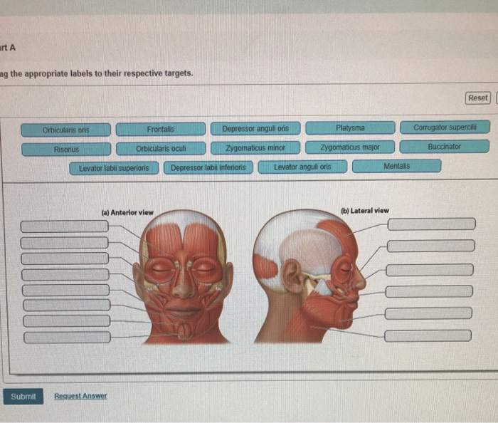 Solved Artlabeling activity muscles of the head