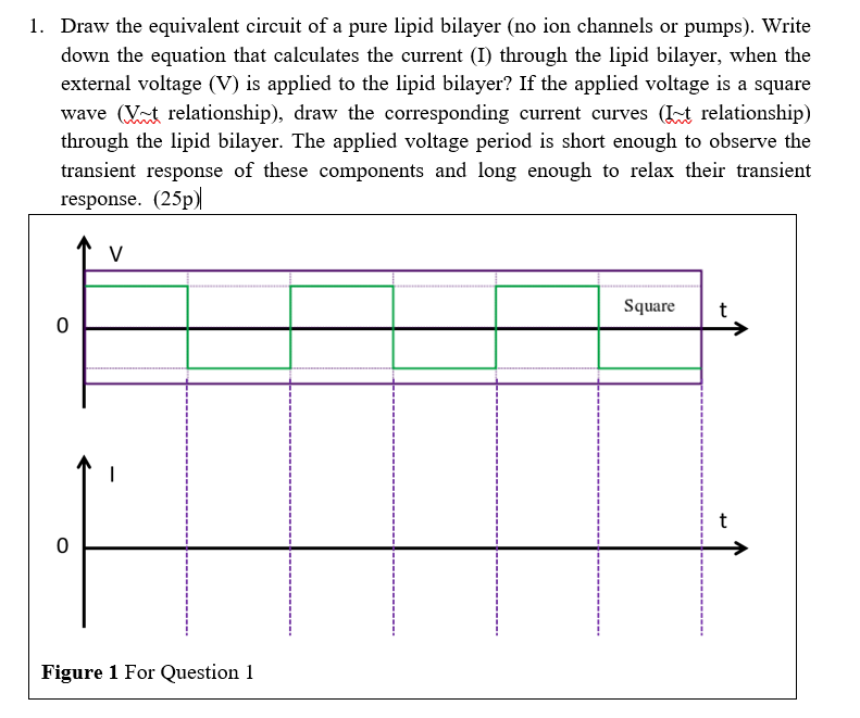 Solved Draw the equivalent circuit of a pure lipid bilayer | Chegg.com
